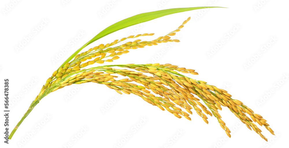 Obraz premium Organic paddy rice, ear of paddy, ears of Vietnam jasmine rice. PNG transparency.