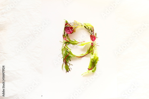 ベビーリーフアート