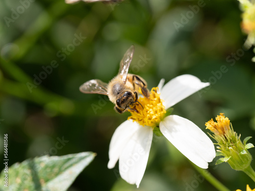 Bee. © ernesto