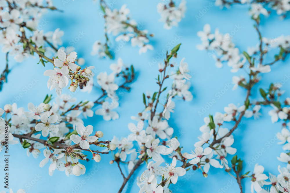 Floral background of flowers on blue. Flat lay, top view. Spring time background. Floral background of flowers on blue. Flat lay, top view. Spring time background.