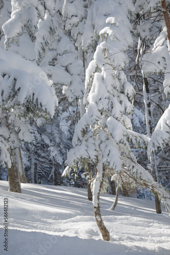 Single young spruce in winter forest © Alexandra Scotcher
