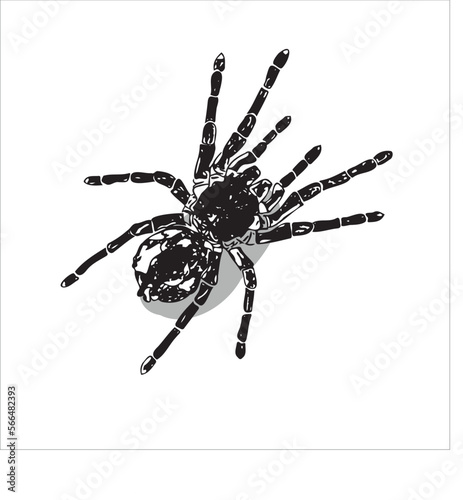 Tarantula spider black and white color with shadow view from above. Halloween design icon pattern decoration. Tattoo art graphic spider. Suitable design for t-shirt, tattoo design, logo etc