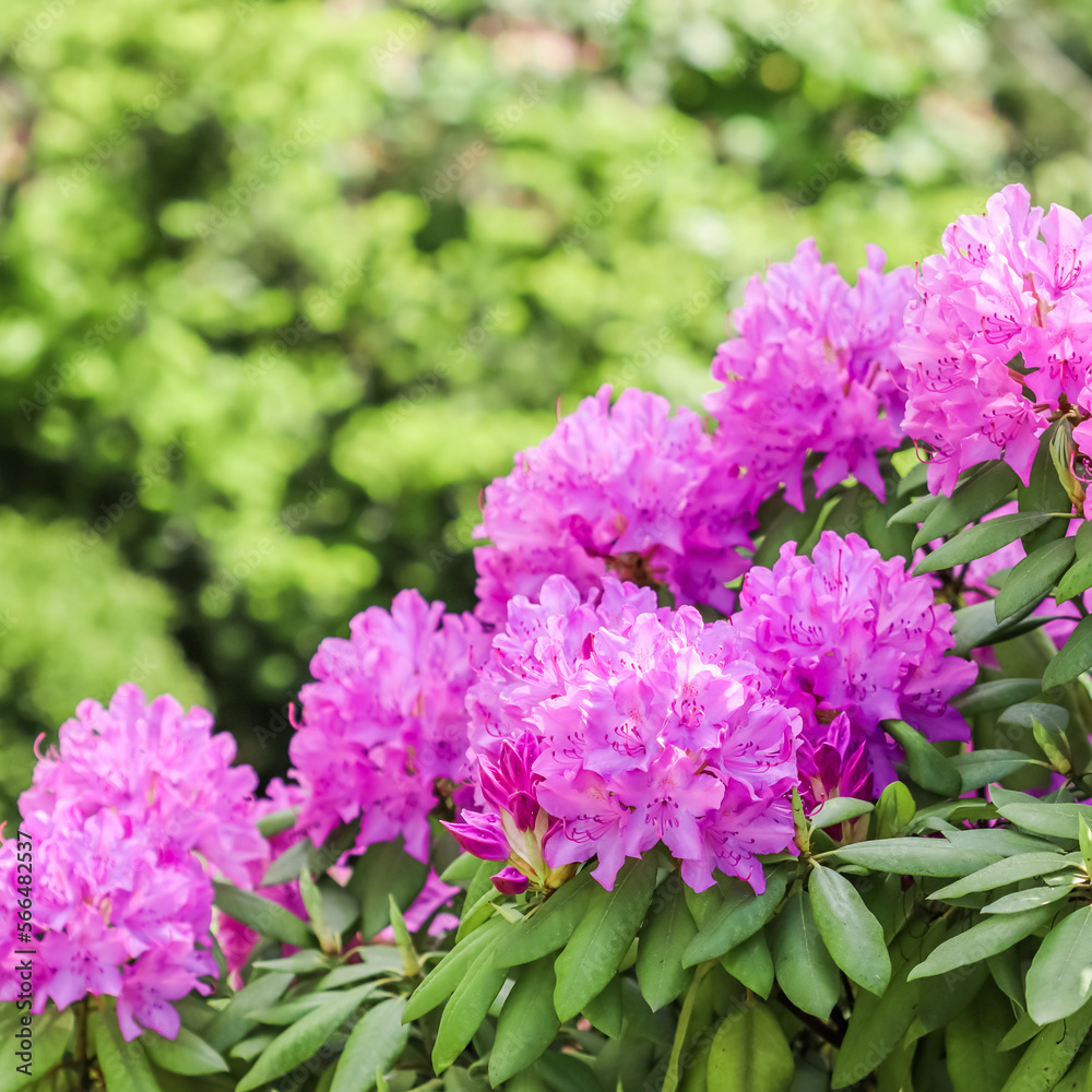 Fototapeta premium Blooming pink rhododendron flowers in spring. Gardening concept