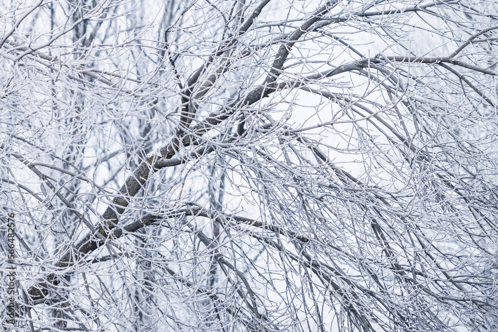 Background of tree branches covered with frost. Landscape of nature with fog and white snow Background of tree branches covered with frost. Landscape of nature with fog and white snow