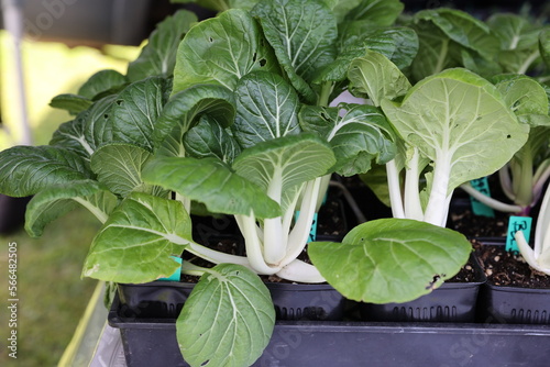 Canvastavla bok choy seedlings
