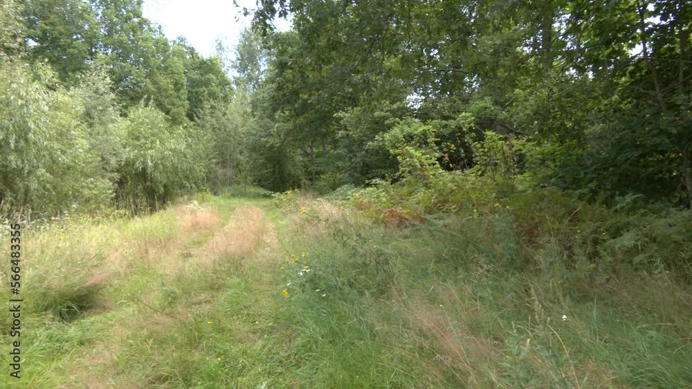 Path overgrown with grass, driving road. Nature landscape. Transportation route. Old overgrown road in the woods. An abandoned road.
Path overgrown with grass, driving road. Nature landscape. Transportation route. Old overgrown road in the woods. An abandoned road.