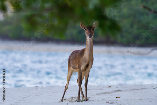 a deer walks along side the beach and posing in front of camera © Robertus