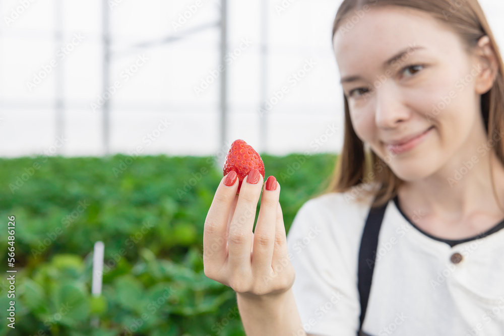 girl teen farmer showing big red fresh sweet strawberry fruit from indoor green house organic farm girl teen farmer showing big red fresh sweet strawberry fruit from indoor green house organic farm
