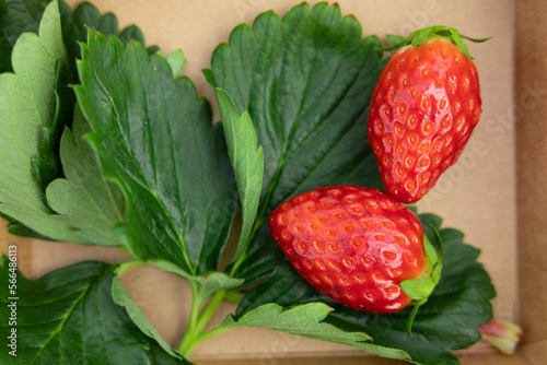 closeup strawberry with green plant leaf copy space. fresh ripe red strawberries fruit.