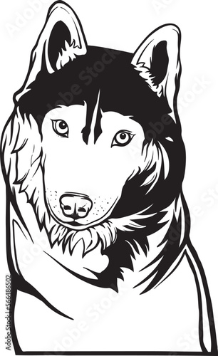 black and white siberian husky puppy vector.