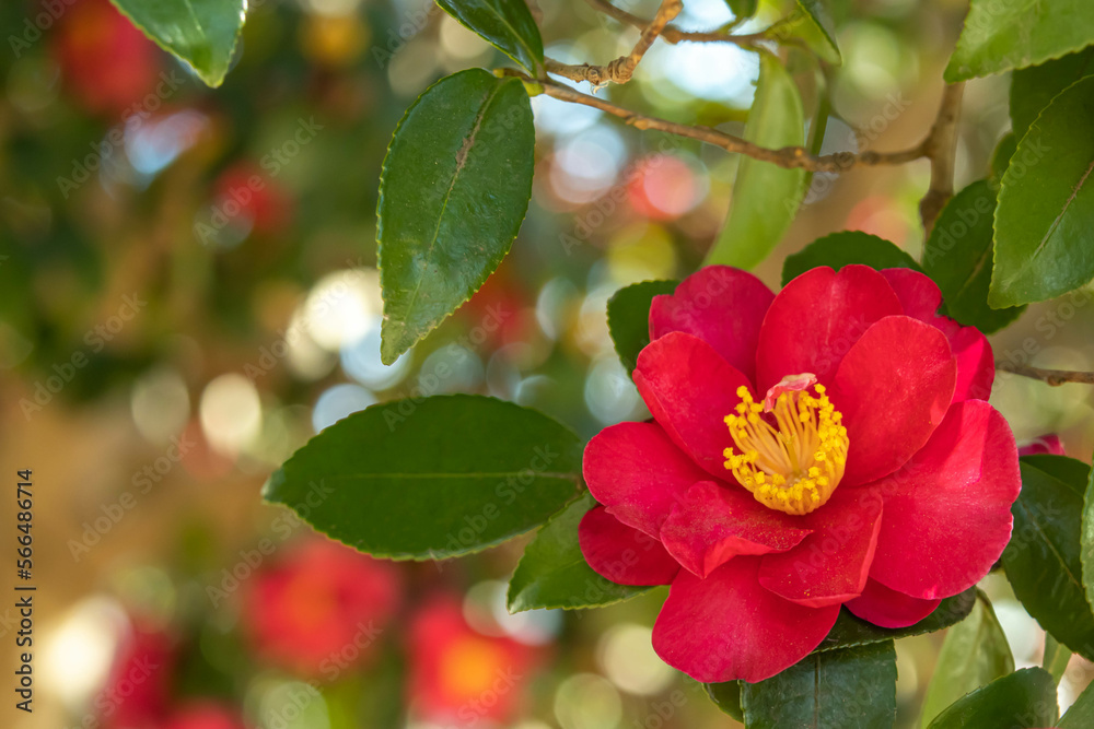 美しいサザンカの花 美しいサザンカの花