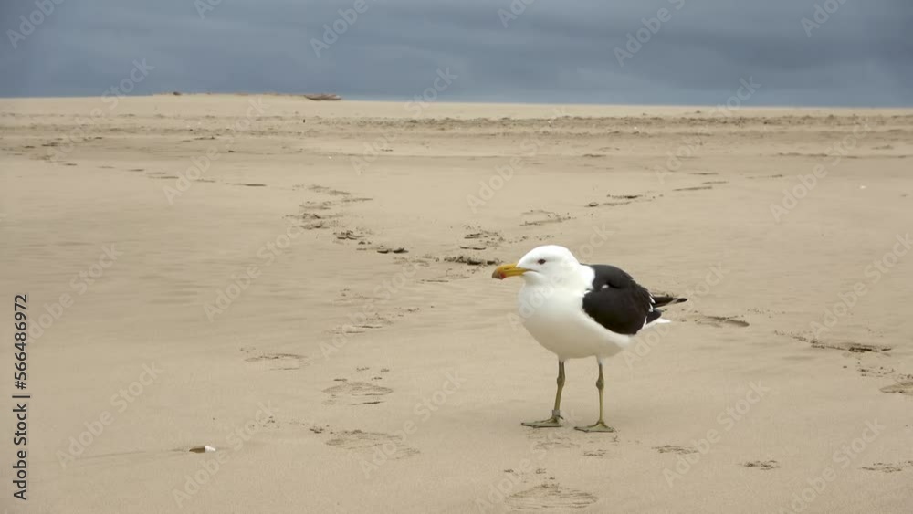Kelp Gull standing on the beach, South Africa
Robberg Nature Reserve, South Africa, 2023
Kelp Gull standing on the beach, South Africa
Robberg Nature Reserve, South Africa, 2023