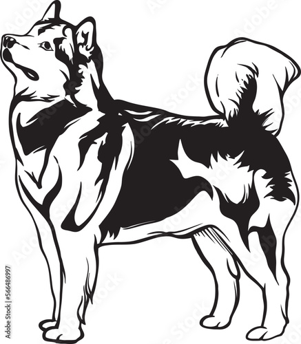 black and white siberian husky puppy vector.