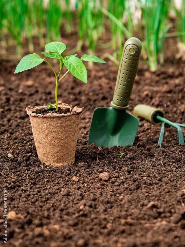 Growing seedlings of vegetables for planting greenhouse, tools gardener and gardener Growing seedlings of vegetables for planting greenhouse, tools gardener and gardener