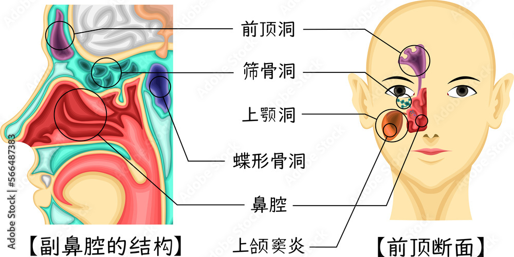 Obraz premium 副鼻腔 構造 イラスト