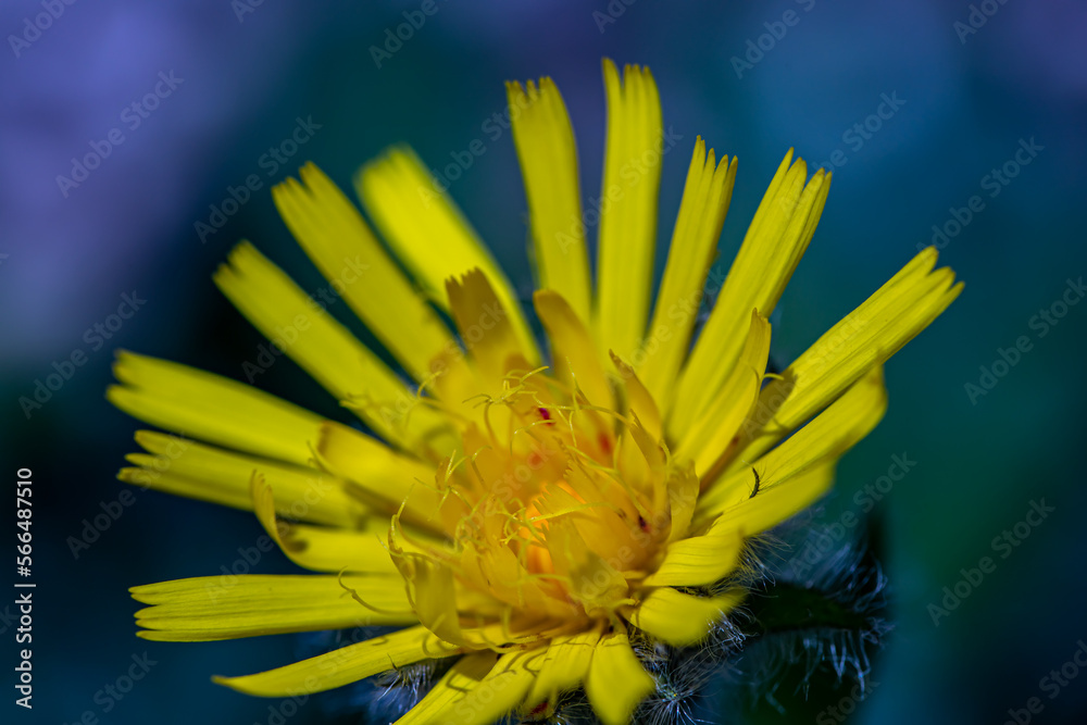 Fototapeta premium Hieracium villosum flower growing in mountains