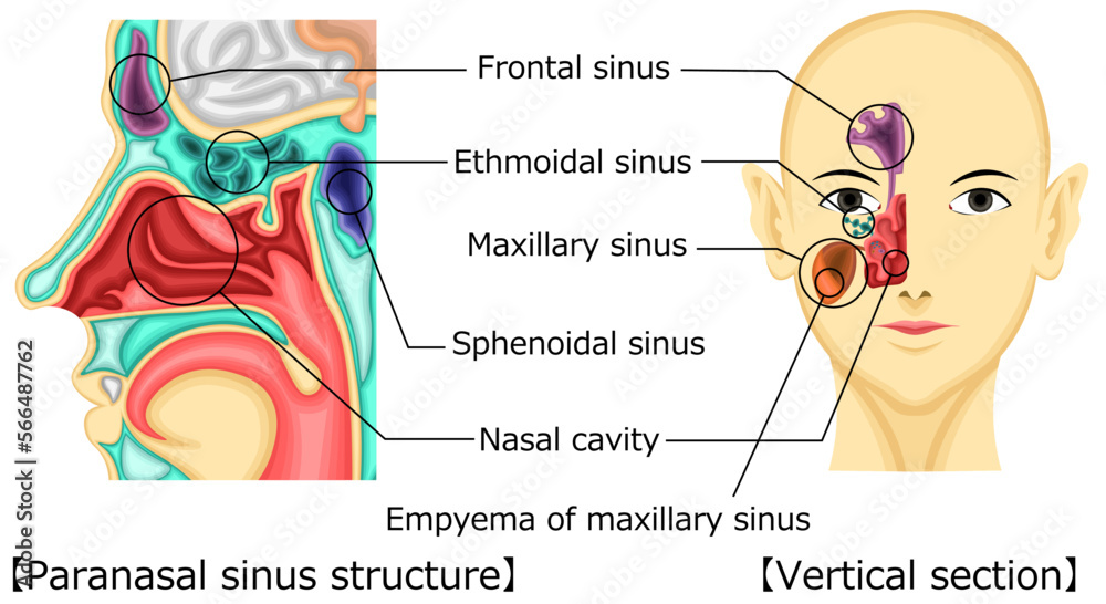 Obraz premium 副鼻腔 構造 イラスト