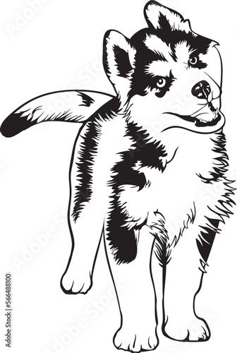 Vector cute black and white Siberian husky dog