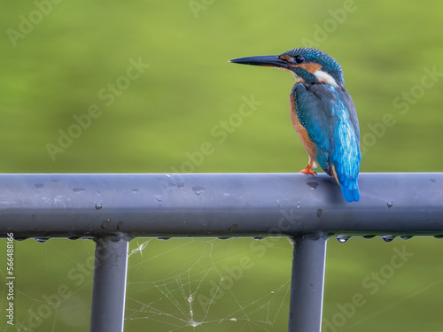 Wet common kingfisher in the park photo