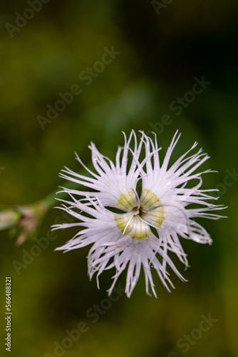 Dianthus hyssopifolius growing in mountains 