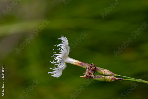 Dianthus hyssopifolius growing in mountains	 photo