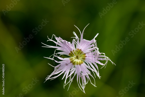 Dianthus hyssopifolius growing in mountains 