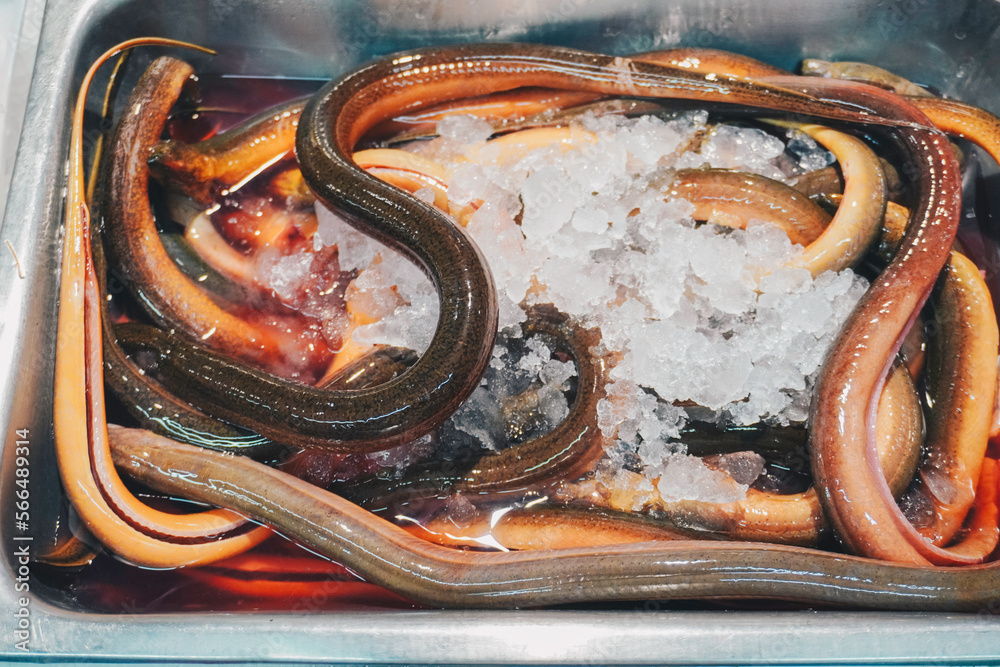 Fresh cleaned raw cut eel with ice in market.