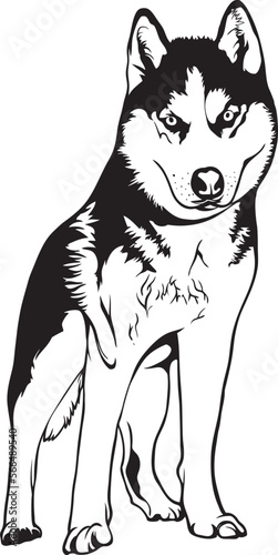 Vector cute black and white Siberian husky dog