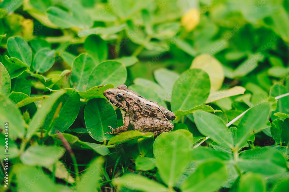 Obraz premium A photo of Fejervarya limnocharis or Asian grass frog or rice field frog