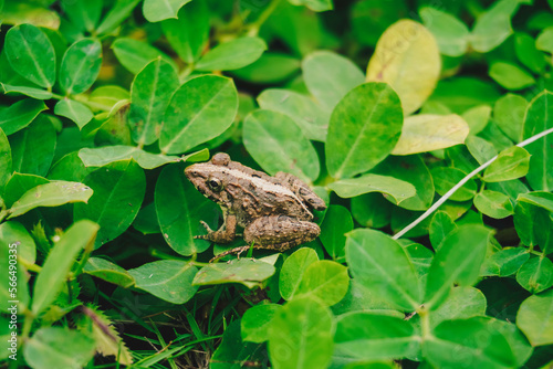 A photo of Fejervarya limnocharis or Asian grass frog or rice field frog
