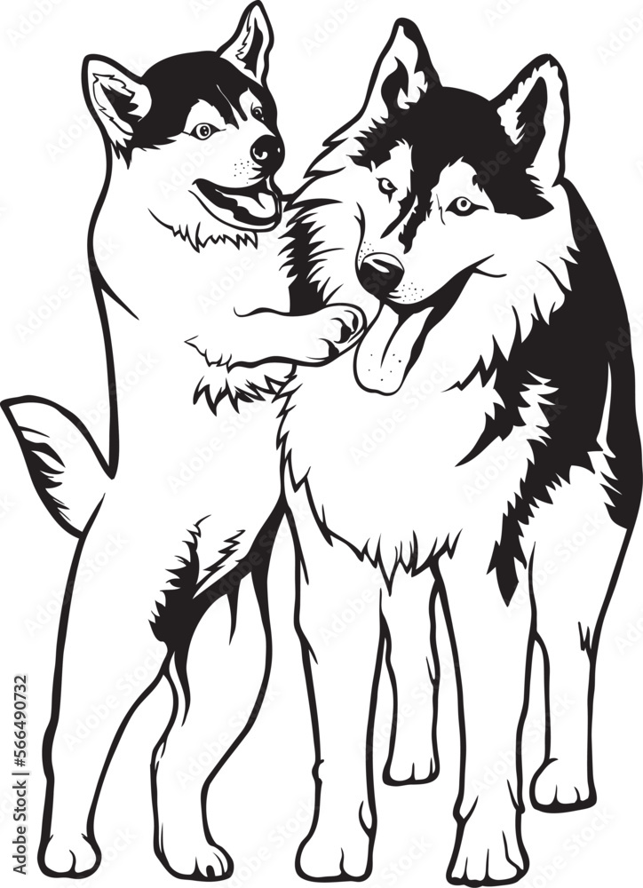 a pair of husky dogs on a walk, husky dog ​​vector.