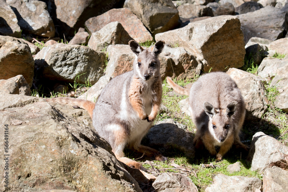 the yellow footed rock wallaby is is an Australian marsupial - obrazy, fototapety, plakaty 