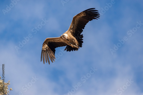 A flying Eurasian griffon vulture as seen closely from below. Taken in Burgos  Spain  in January 2023.