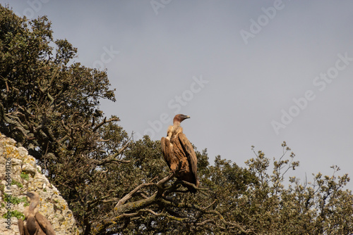 An Eurasian griffon vulture perched on a tree branch next to a rocky cliff. Taken in Burgos, Spain, in January 2023.