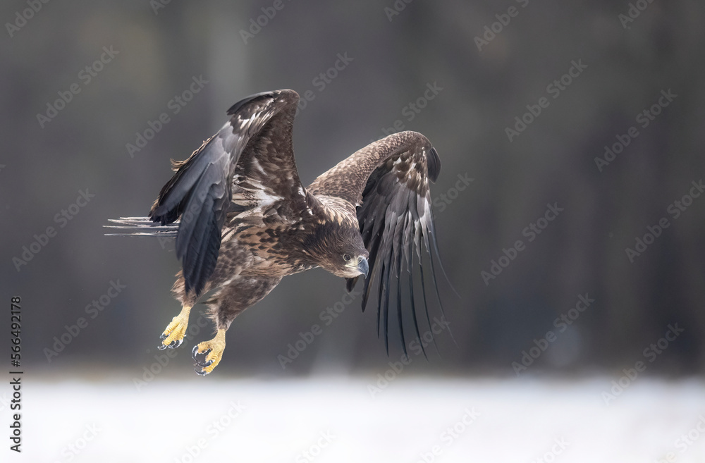 Obraz premium Sea eagle or white tailed eagle ( Haliaeetus albicilla)