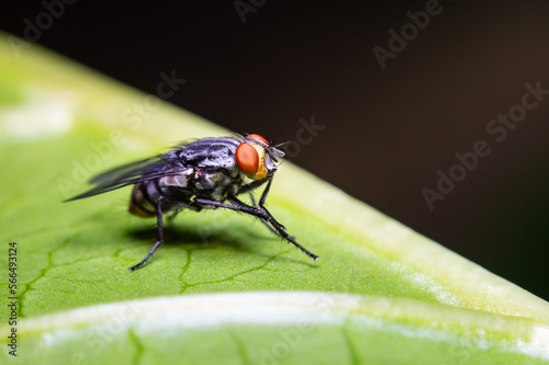 fly on leaf © Murilo