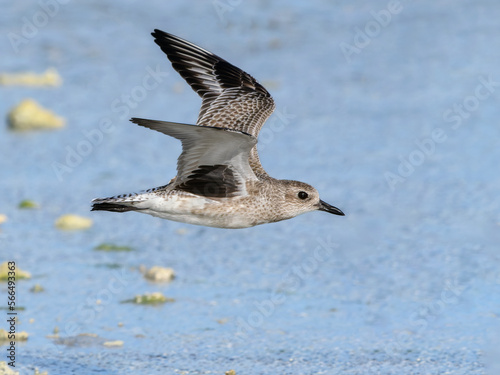 Grey plover in flight