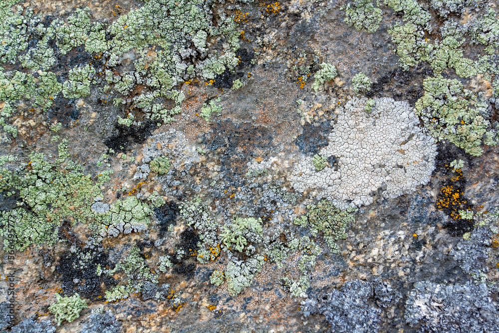 Background texture of different old lichen and moss on the stones. Horizontal image. Background texture of different old lichen and moss on the stones. Horizontal image.