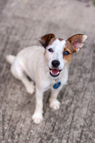 Dog Jack Russell sits on concrete and looks directly into camera. Shallow depth of field. Top view. Vertical.