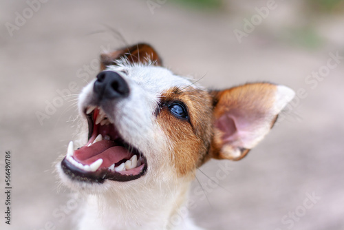 Portrait of dog breed Jack Russell with open mouth. Shallow depth of field. View from above. Horizontal.