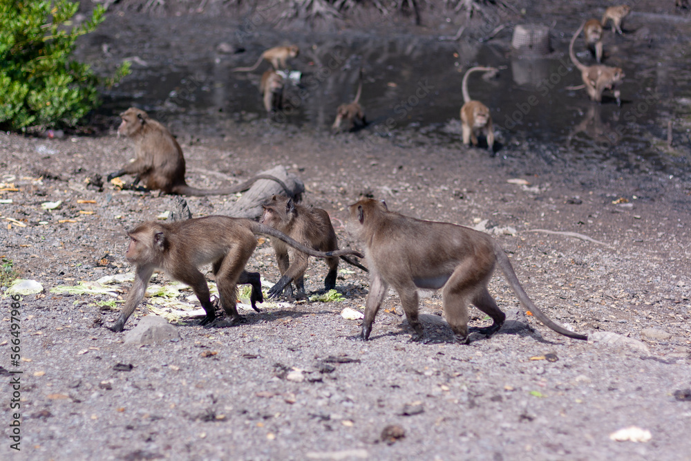 Group of macaque monkeys walk on ground with mud in background. Selective focus, blurred background. Side view. Horizontal. Group of macaque monkeys walk on ground with mud in background. Selective focus, blurred background. Side view. Horizontal.