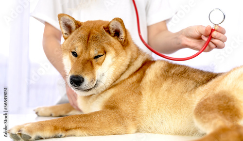 Vászonkép dog and stethoscope, the concept of a veterinary clinic