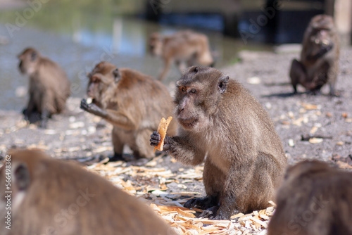 Macaque monkey holds crust of bread in its paw among other monkeys. Selective focus, blurred background. Side view. Horizontal. © Vladimir Kazakov