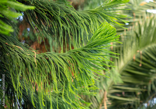 Chilean araucaria. Green branches of a coniferous tree