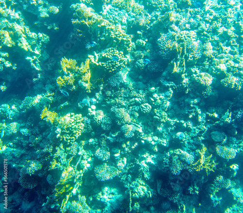 Coral reef at the bottom of the Red Sea.