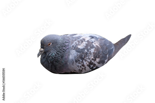 pigeons isolated on white background. PNG