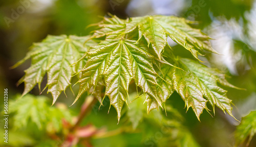 Young leaves on a maple tree in spring.