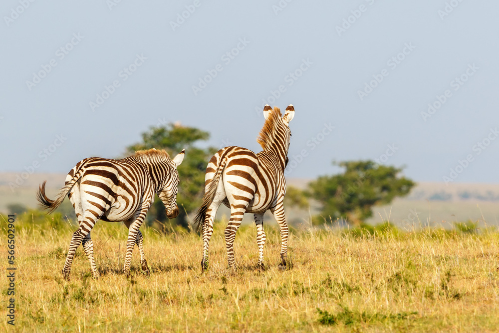 Fototapeta premium Zebras walking on the African savannah in Masai Mara National Reserve