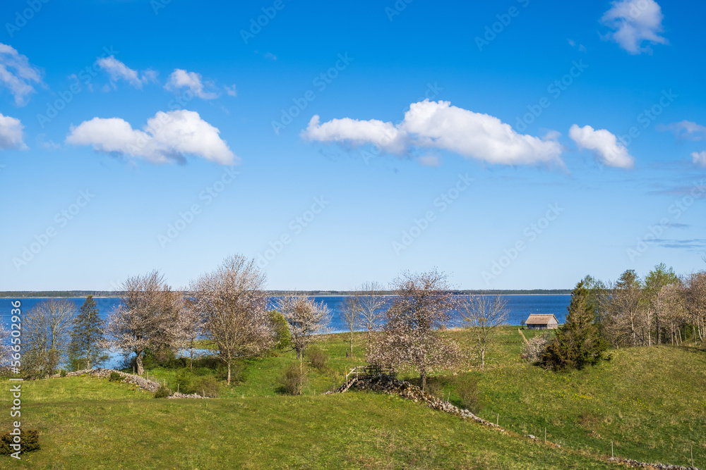 Lake view with flowering fruit trees on a meadow