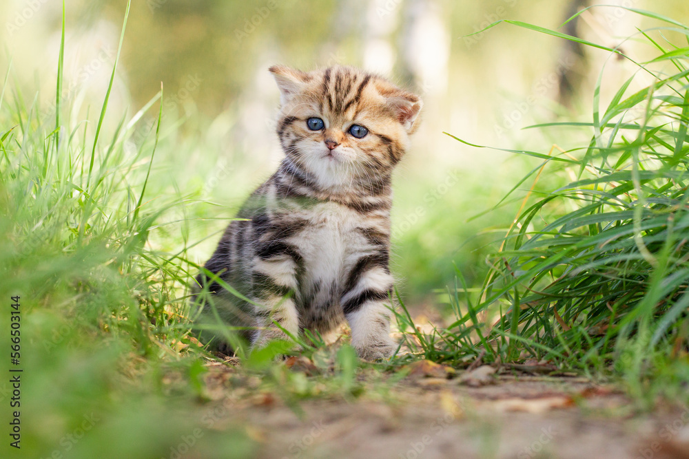 Katze, Britisch Kurzhaar Kätzchen sitzen auf grüner Wiese im Frühling